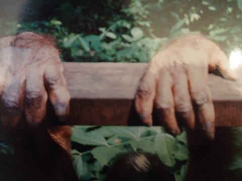 Ruce orangutana